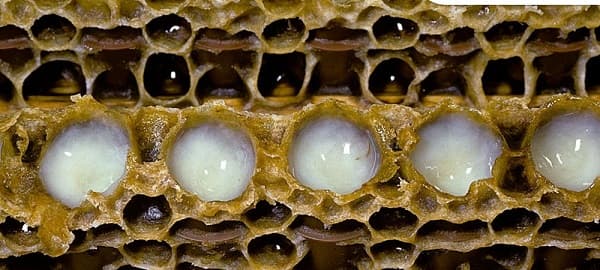 ژل رویال ایرانی اصل کوهدار