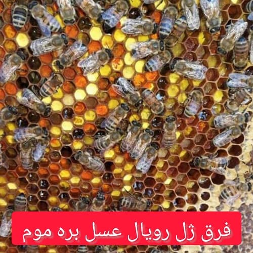 فرق ژل رویال عسل بره موم