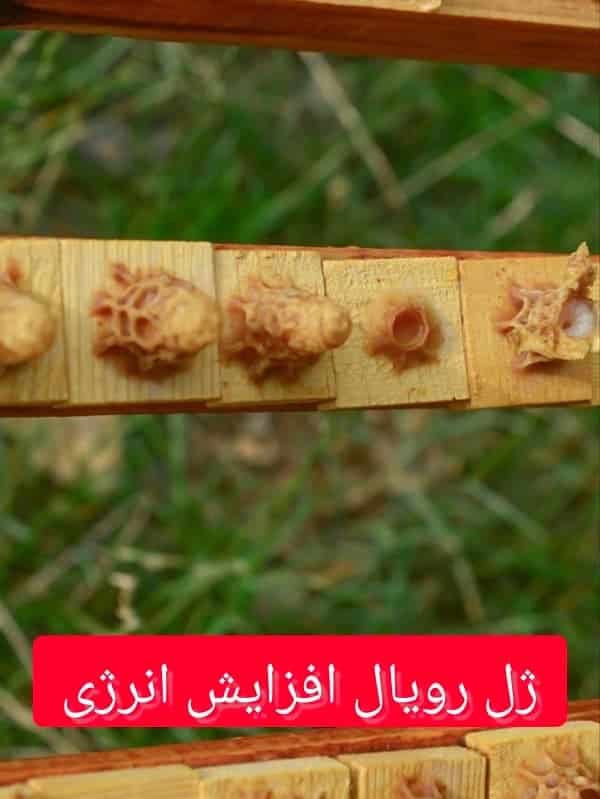 بهترین زمان مصرف ژل رویال برای افزایش انرژی