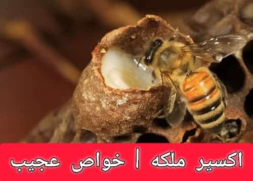 اکسیر ملکه خواص عجیب