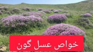 خواص عسل گون