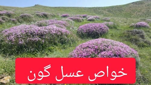 خواص عسل گون